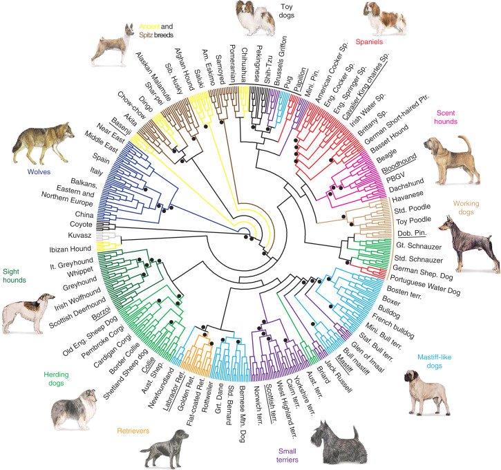 Dog breed chart